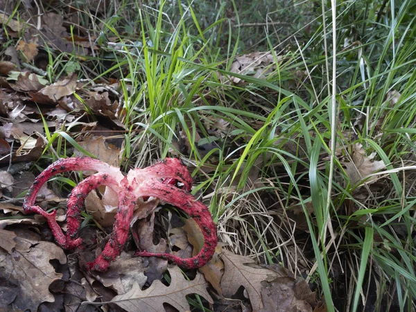 Clathrus archeri mushroom, fungus aka Octopus Stinkhorn and Devils Fingers. Come dita rosse che puzzano — Foto Stock