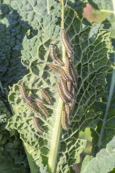 Many Pieris brassicae caterpillars - larvae of the Cabbage white butterfly. — 스톡 사진