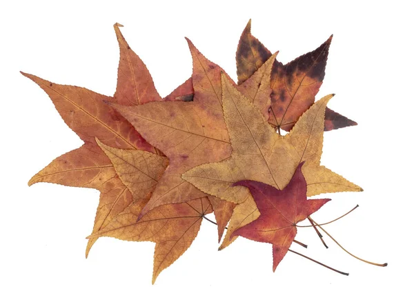 Bunte, aber natürliche Herbstblätter isoliert auf weißem Hintergrund. lizenzfreie Stockfotos