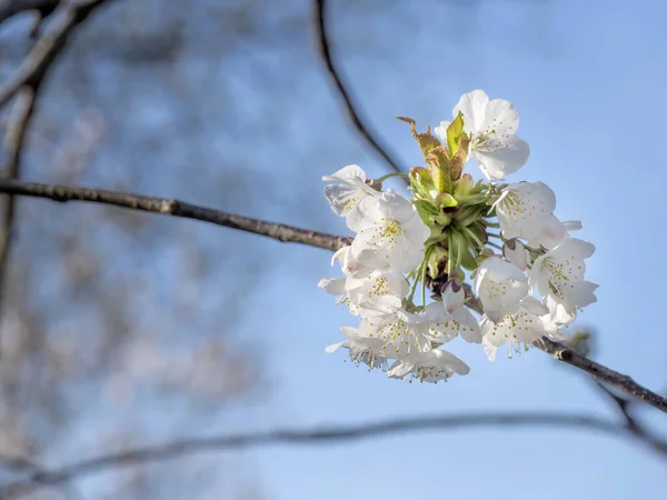 Flor de primavera branca na árvore, flores contra o céu azul. Reino Unido, Abril . — Fotografia de Stock