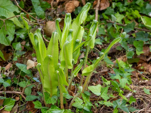 Samambaia língua jovem Harts desenrolando na natureza. Asplenium scolopendrium . — Fotografia de Stock