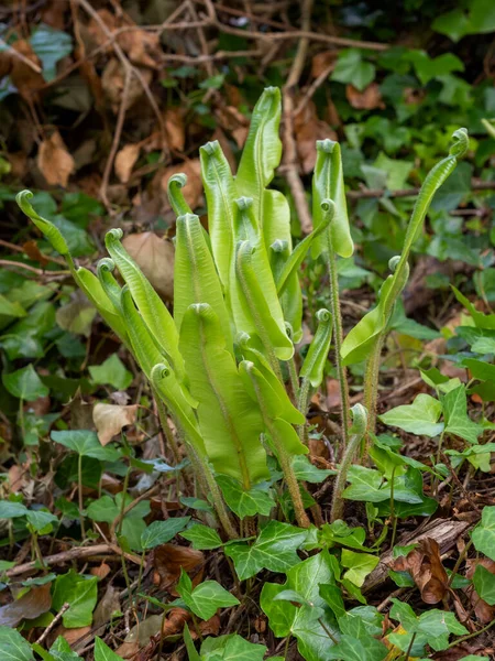 Young Harts tongue fern unfurling in nature. Asplenium scolopendrium. — Stock Photo, Image