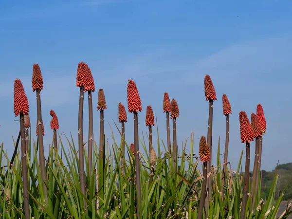 Kniphofia v květu proti obloze aka tritoma, červený horký poker, pochodeň lilie, knoflíky nebo poker závod. — Stock fotografie