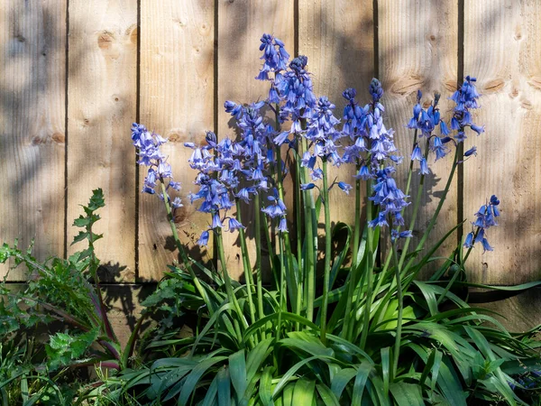 Spanish bluebells, Hyacinthoides hispanica. By fence in spring sunshine. UK. — Stock Photo, Image