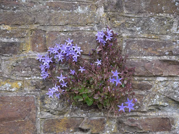 Campanula portenschlagiana aka Dalmatian bellflower, escapou do jardim, crescendo selvagem na parede de pedra . — Fotografia de Stock