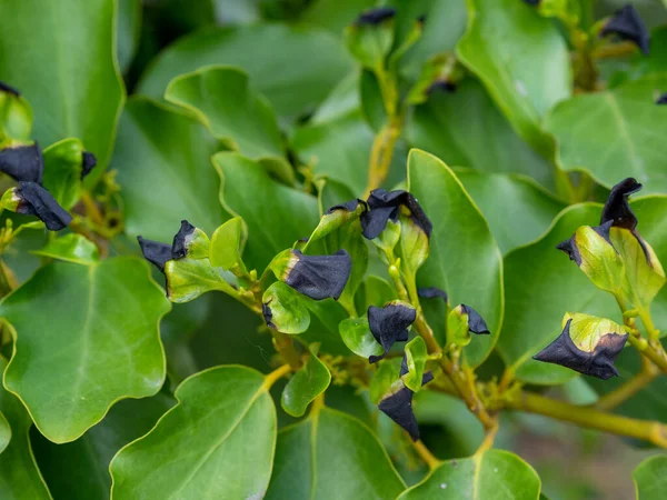 Griselinia littoralis plant detail. Black leaf tips probably due to frost damage. — Stock Photo, Image
