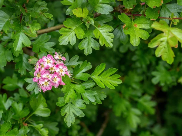 Růžové silně vonící květiny Hawthornu, Crataegus monogyna na jaře. UK. Aka May tree. — Stock fotografie