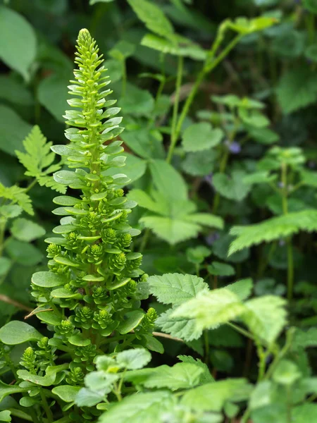 Umbilicus rupestris aka Navelwort, Penny-pies or Wall pennywort. Somewhat atypical. Not peltate I am told. — Stock Photo, Image