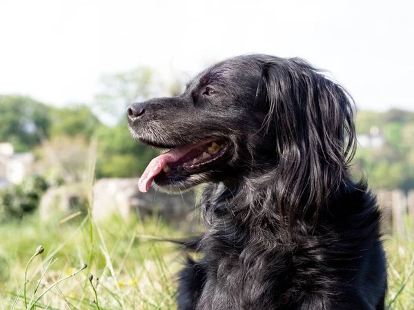 Black dog, part setter, side view in nature. Cute rescue pet profile. — Stock Photo, Image
