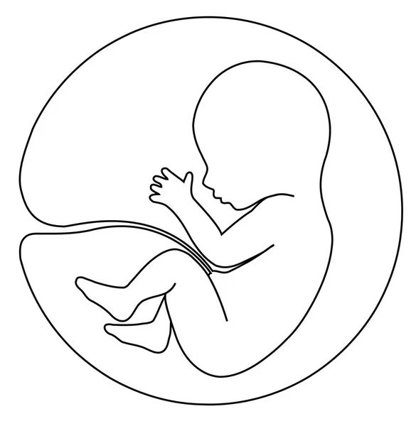 Baby in de baarmoeder — Stockvector