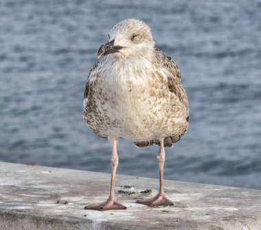 Gri bir duvar üzerinde martı