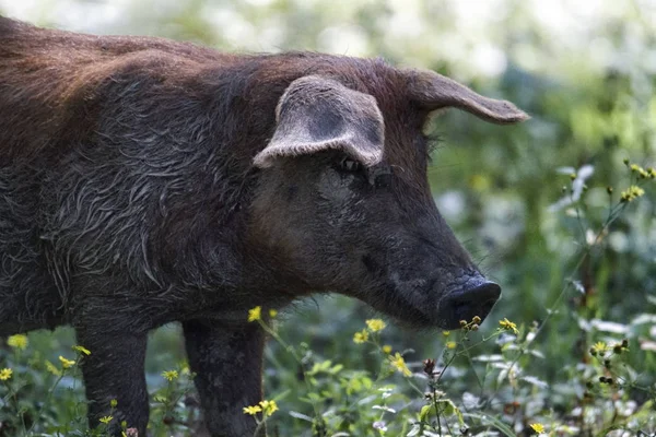 Black pig in the middle of nature — Stock Photo, Image