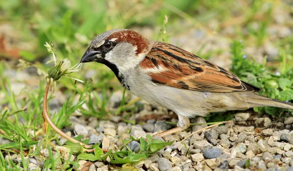 Sparrow na pozadí přírody — Stock fotografie