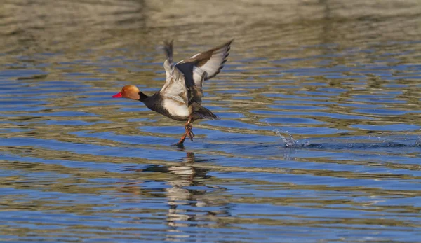 Pochard vermelho-crista decolagem no lago — Fotografia de Stock