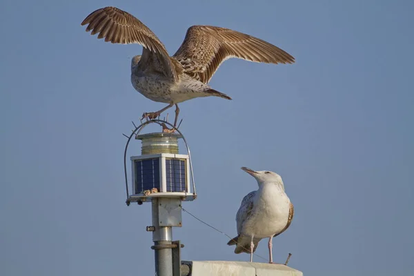 Meeuwen landing op een paal — Stockfoto