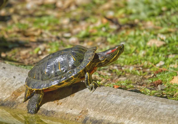 Red-eared slider turtle and sun — Stock Photo, Image