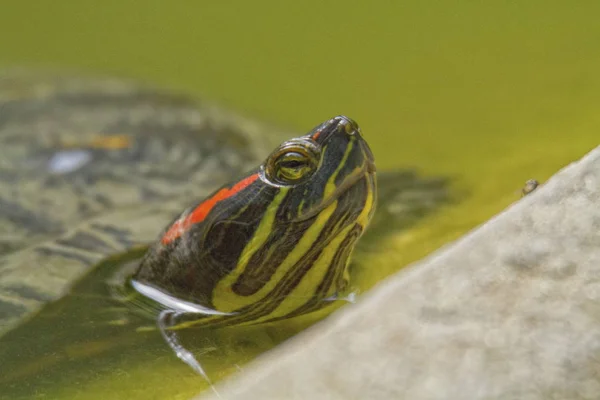 Tortuga corredera de orejas rojas y sol — Foto de Stock