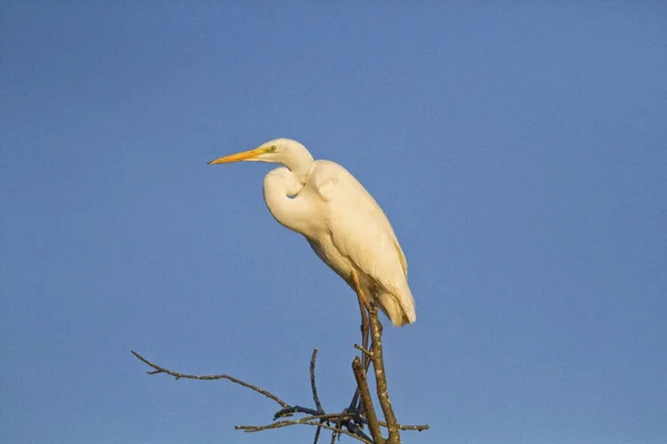 Wielki egret perching na drzewie — Zdjęcie stockowe