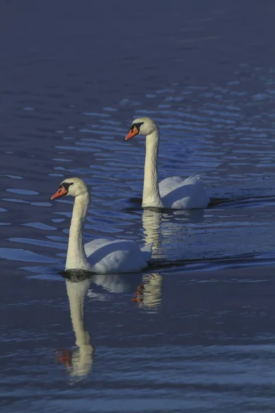 Zwei sehr schöne Schwäne in einem See — Stockfoto