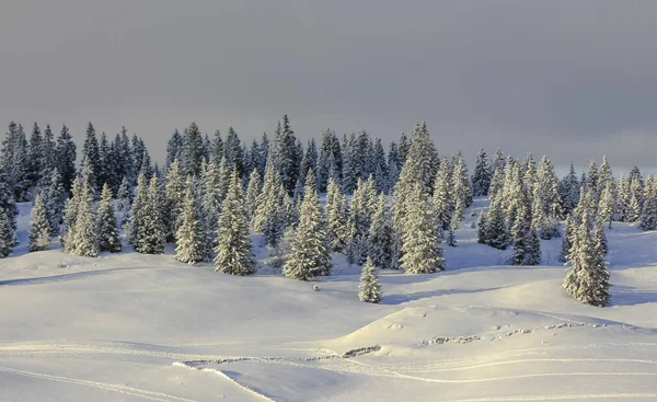 Paisagem de inverno muito bonita com abetos — Fotografia de Stock