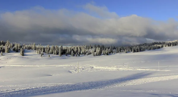 Mycket vacker vinter landskap med granar — Stockfoto
