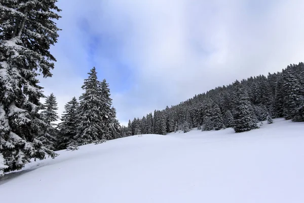 Sehr schöne Winterlandschaft mit Tannen — Stockfoto