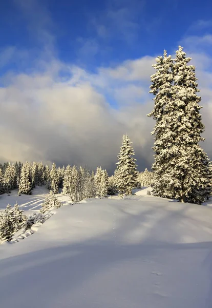 Muy hermoso paisaje de invierno con abetos — Foto de Stock