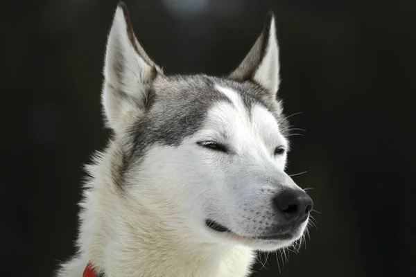 Velmi krásný portrét husky psa — Stock fotografie