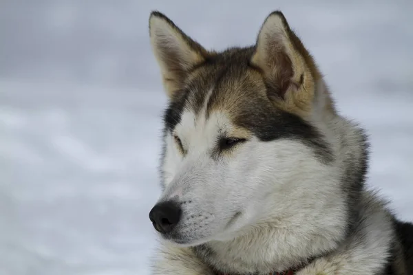 Retrato muito bonito de um cão husky — Fotografia de Stock