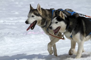 Çok güzel bir köpek portresi.