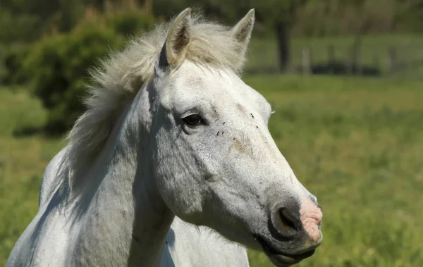 Mycket vacker häst från Camargue i Frankrike — Stockfoto