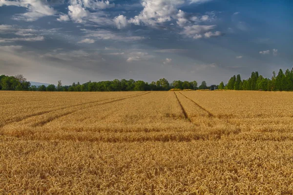 Campo de trigo muy hermoso en verano — Foto de Stock