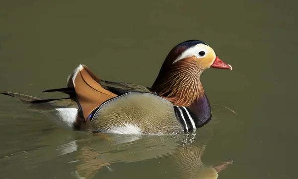 Muy hermoso pato mandarín en un estanque — Foto de Stock