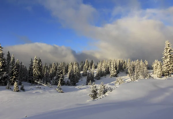 Très beau paysage hivernal avec sapins — Photo