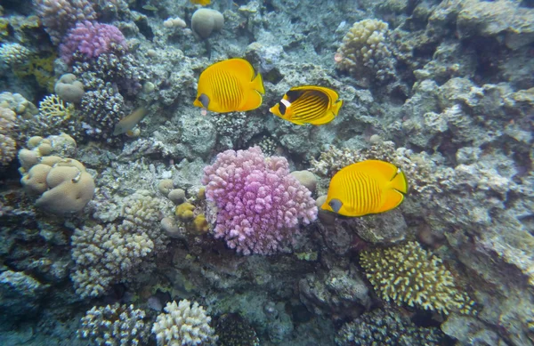 Υπέροχο υποθαλάσσιο κόσμο με κοράλλια και tropica — Φωτογραφία Αρχείου