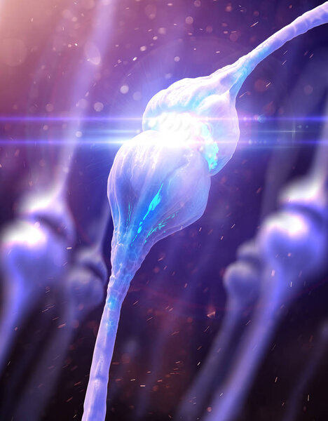 Synaptic transmission. Structure of a typical chemical synapse. 