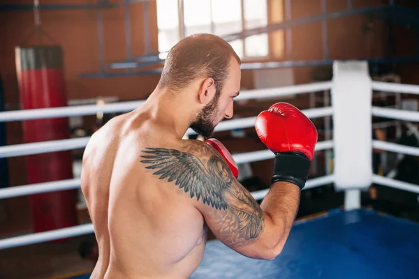 Boxer nimmt Stellung zum Training — Stockfoto