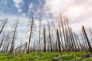 Deadwood Bryce Canyon Milli Parkı