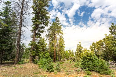 Çam ormanı at Bryce Canyon