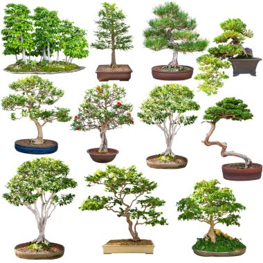 Doğal bonsai seti