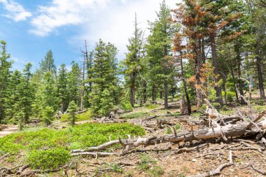 Çam ormanı at Bryce Canyon