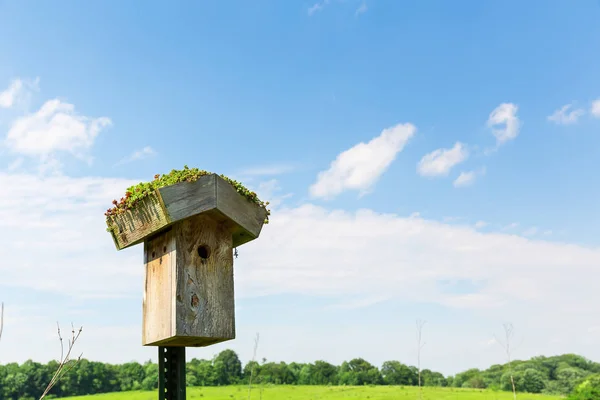 Wooden nesting box on green meadow — Stock Photo, Image