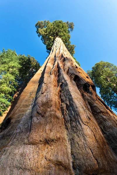 Národní park Sequoia v usa — Stock fotografie