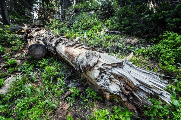 Мертве дерево в лісі — стокове фото