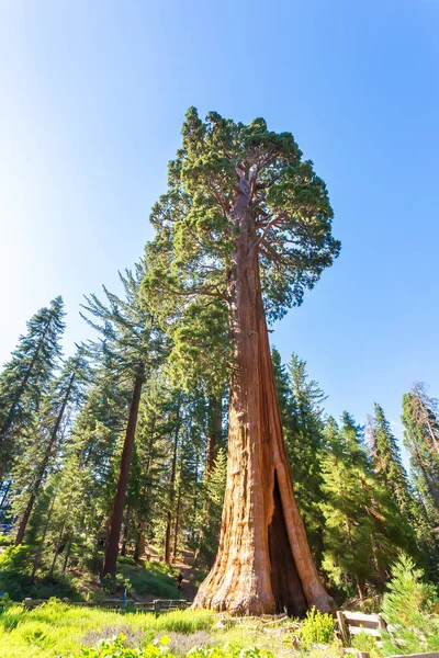 Sequoia national park w Stany Zjednoczone Ameryki — Zdjęcie stockowe