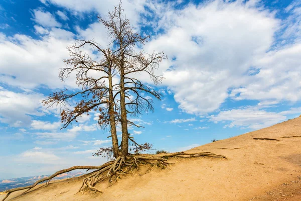 Árvore crescendo no vale do deserto — Fotografia de Stock