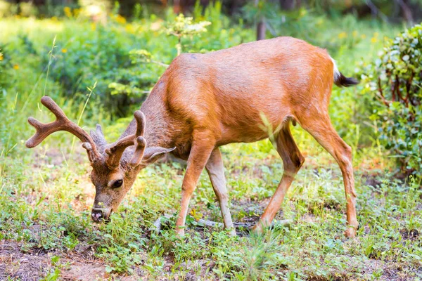 Mladý roztomilý elk — Stock fotografie