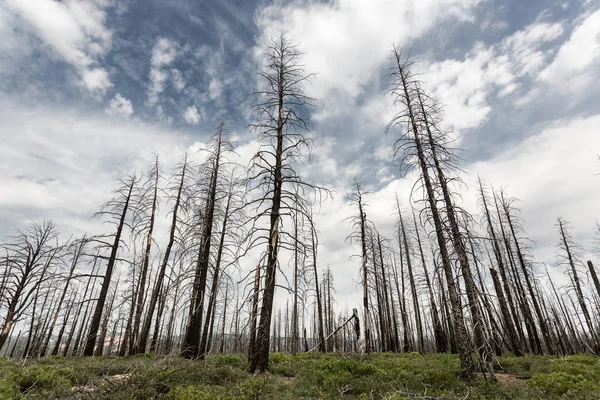 Erdő-száraz elhalt fák — Stock Fotó