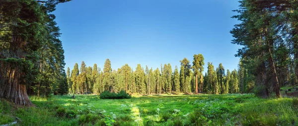 Národní park Sequoia v usa — Stock fotografie