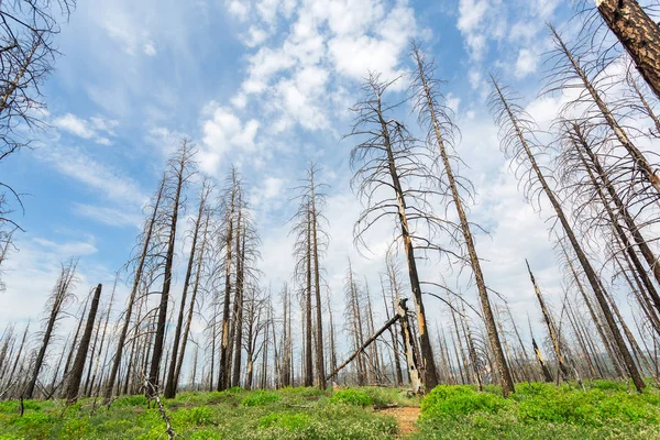 Deadwood no Parque Nacional Bryce Canyon — Fotografia de Stock